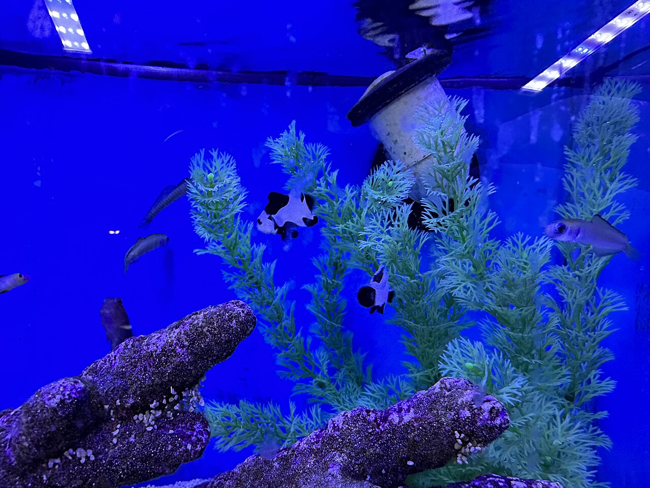 Clownfish