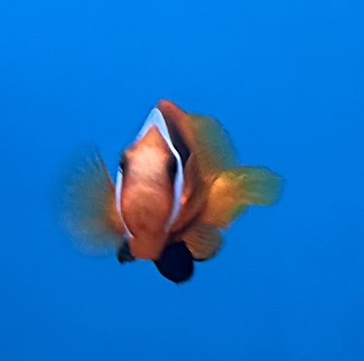 Clownfish