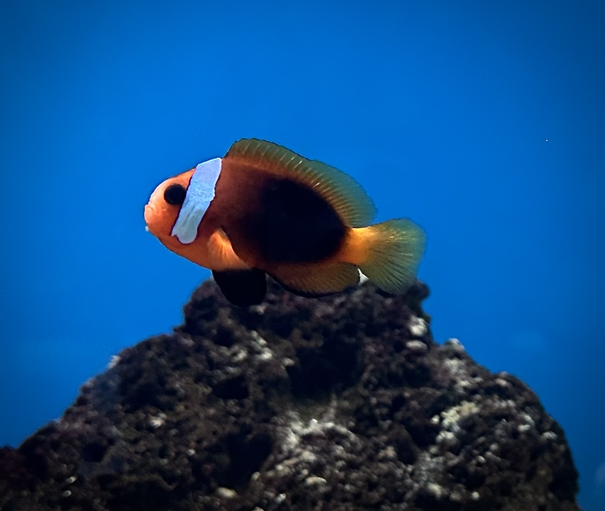 Clownfish