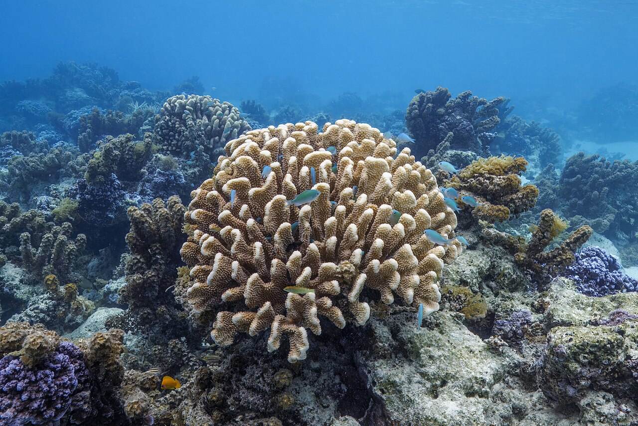 Damselfish