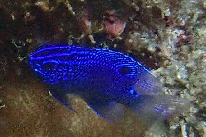 Damselfish