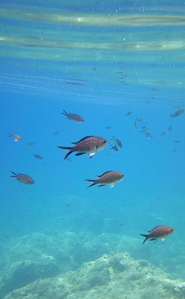 Damselfish