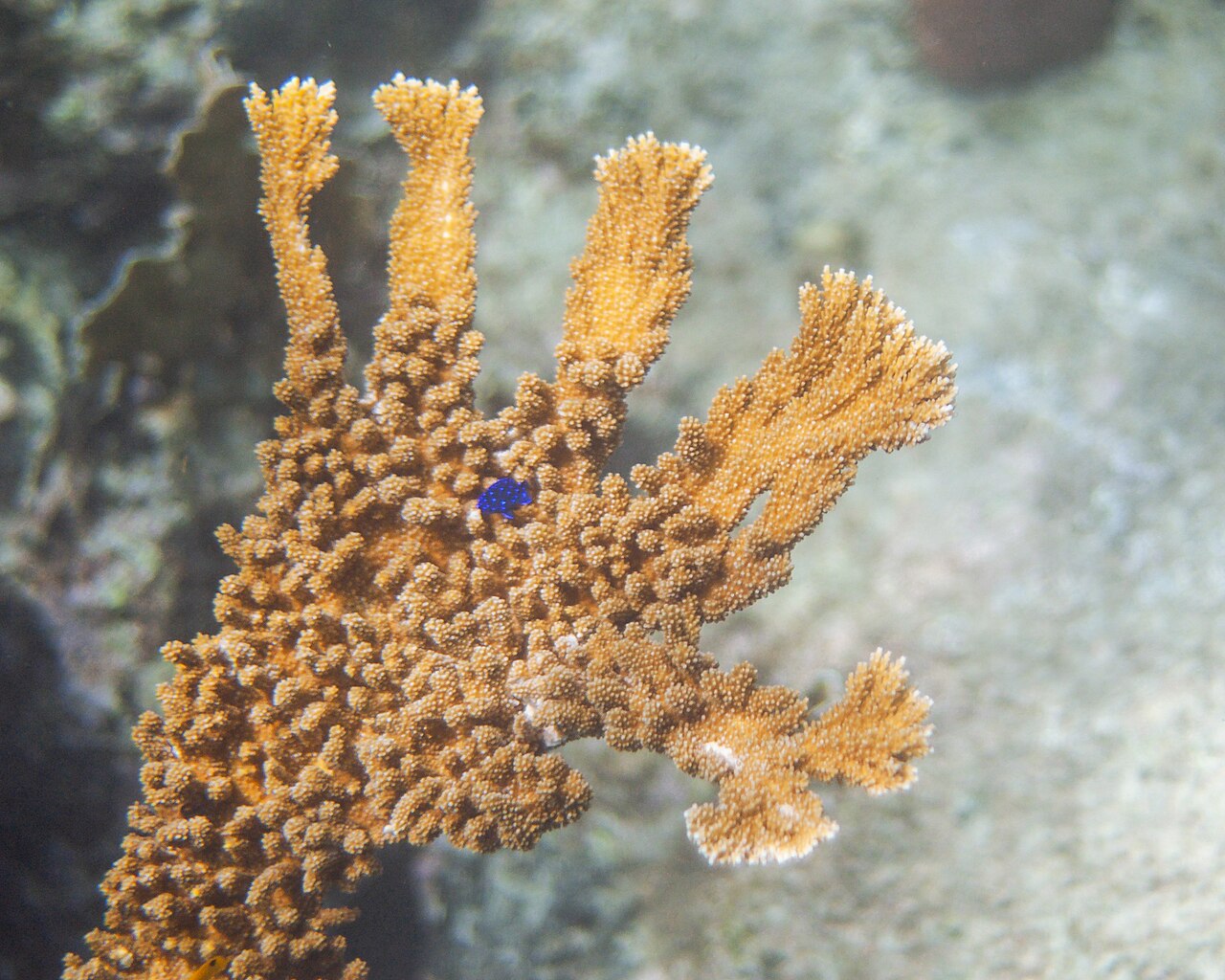 Damselfish