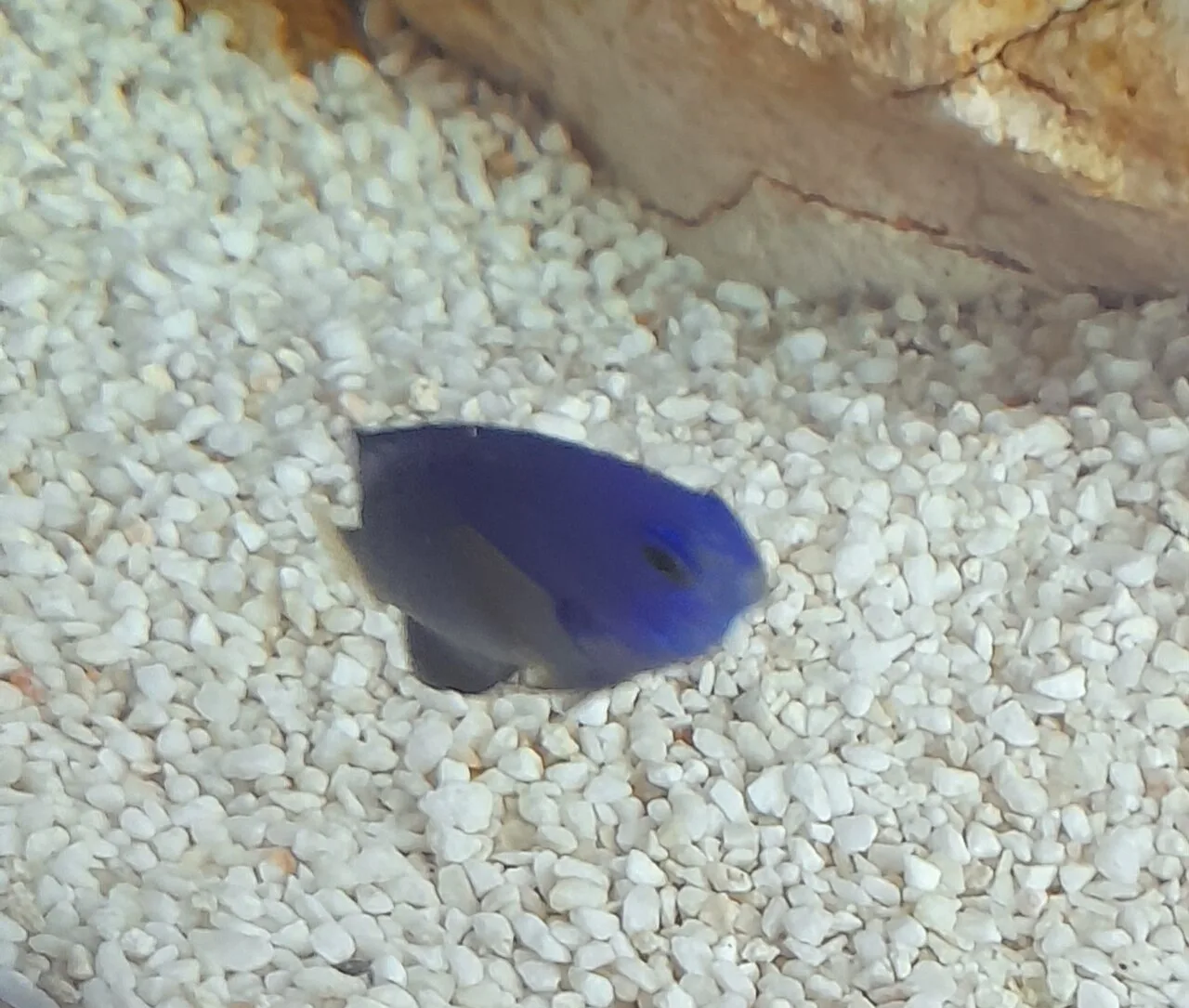 Damselfish