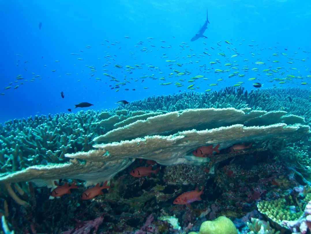 Fusilier damselfish