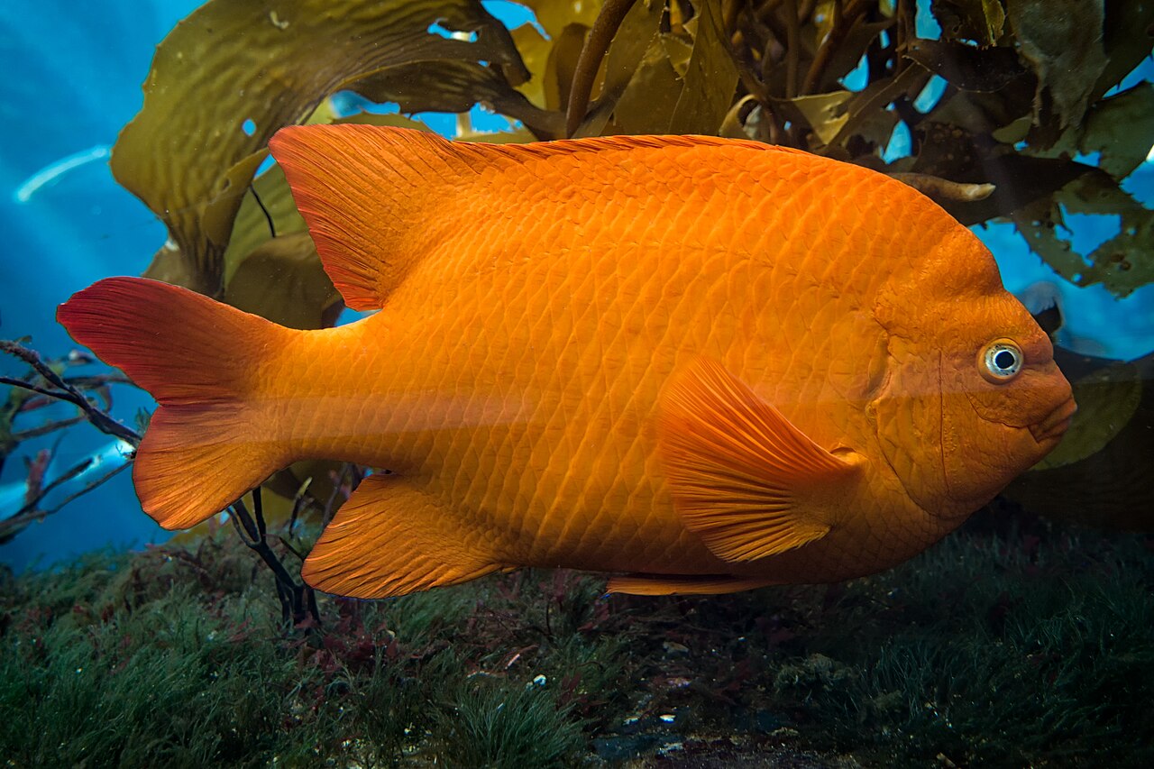 Garibaldi (fish)