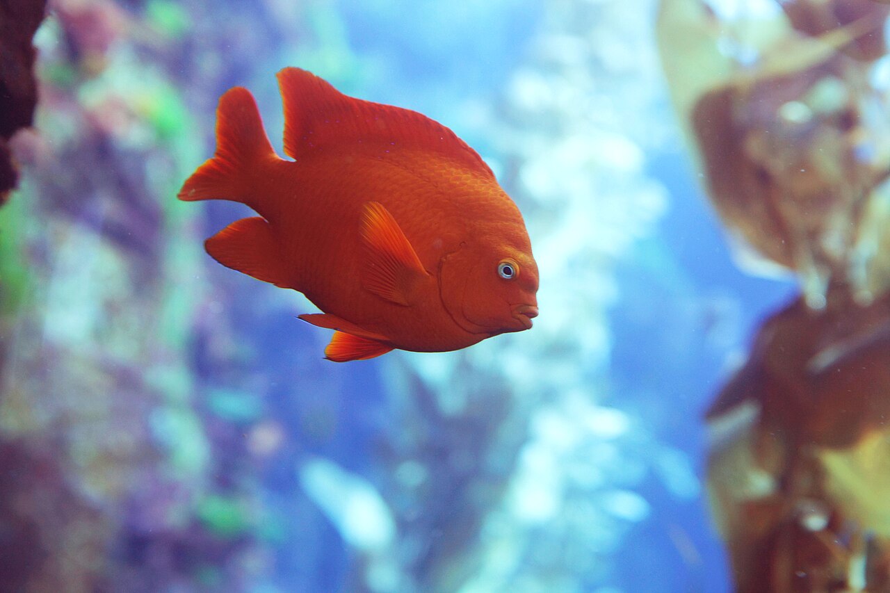 Garibaldi (fish)