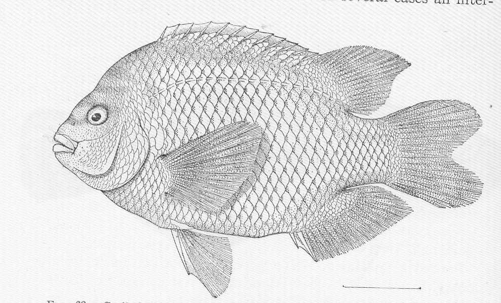 Garibaldi (fish)