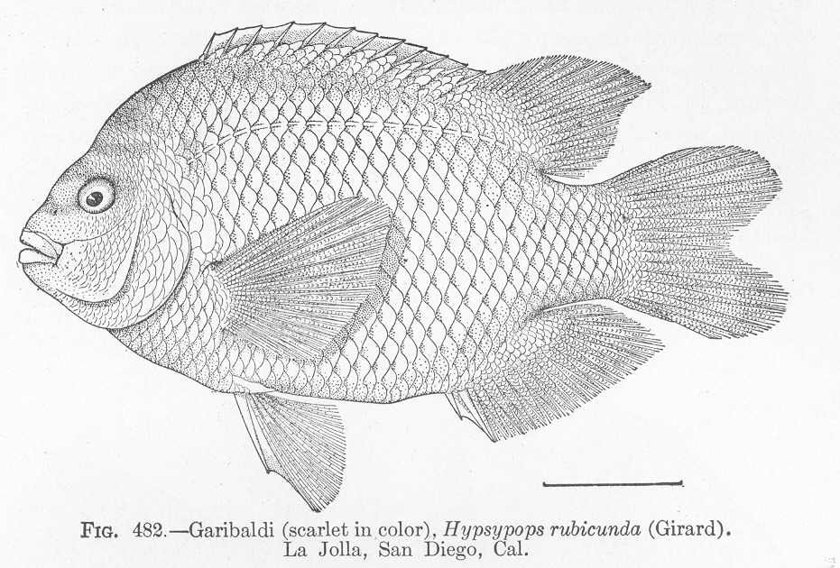 Garibaldi (fish)