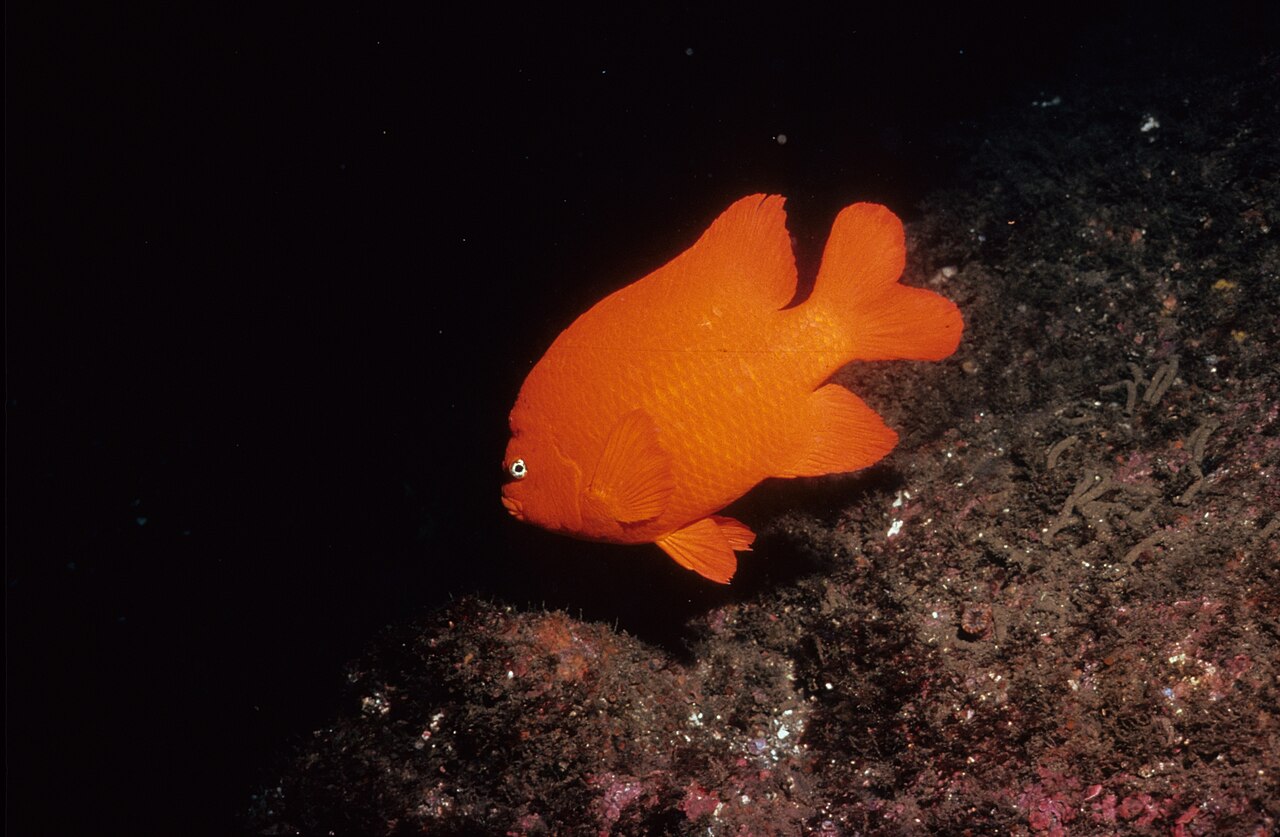Garibaldi (fish)