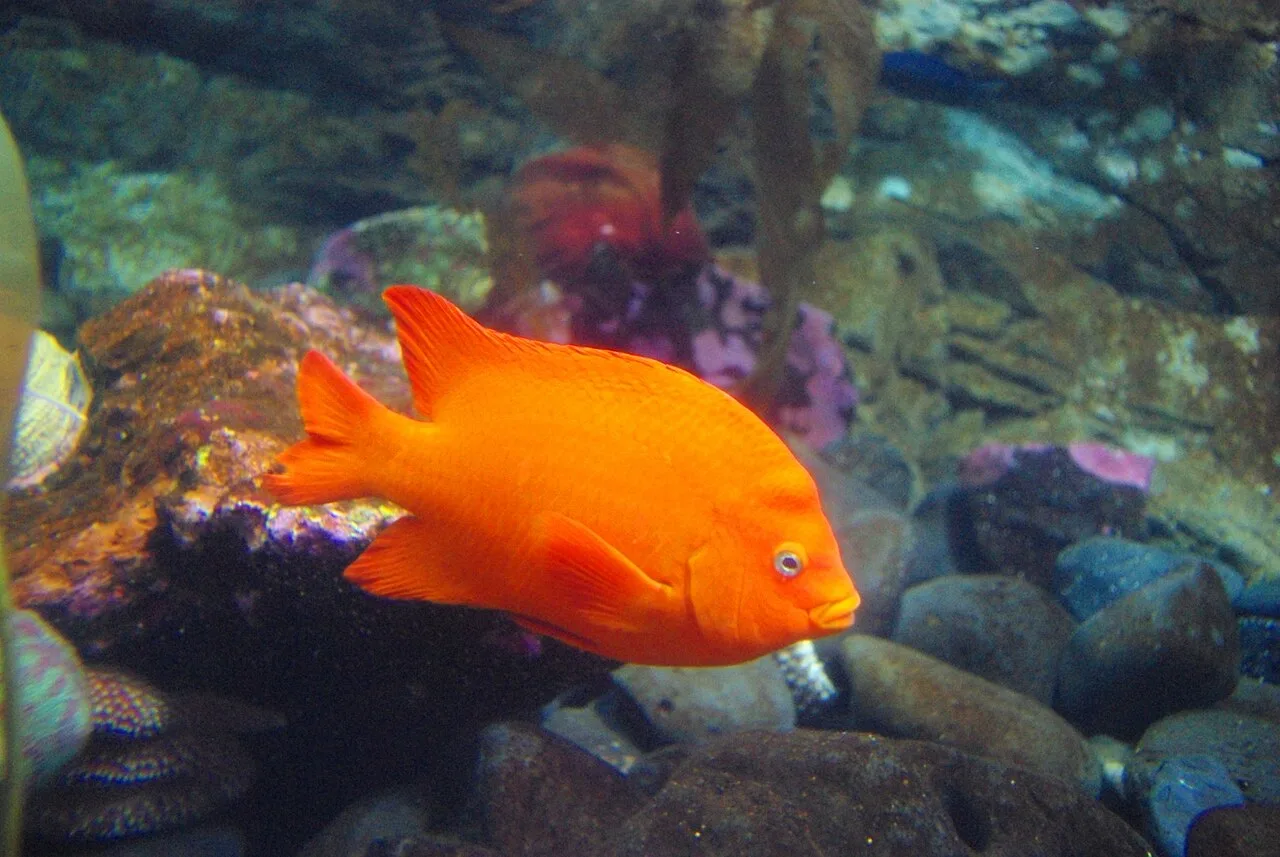 Garibaldi (fish)