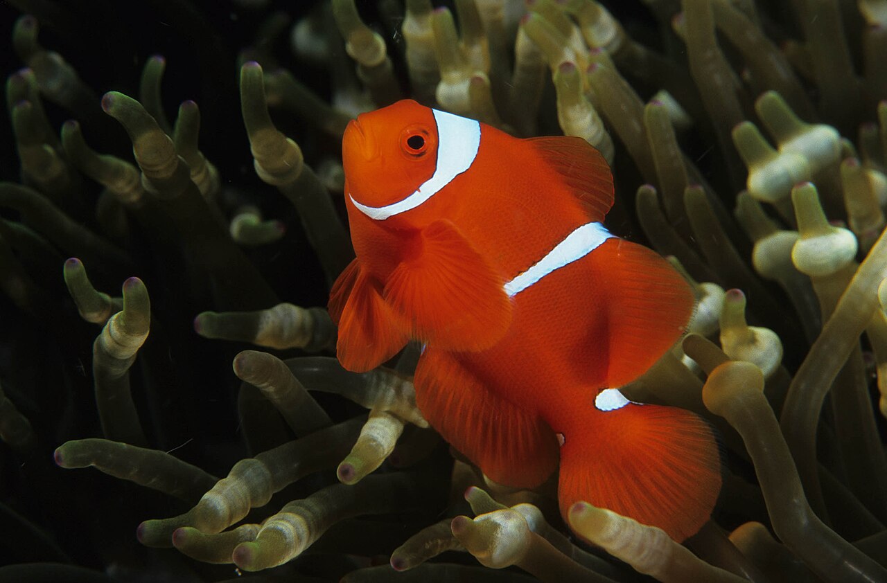 Maroon clownfish
