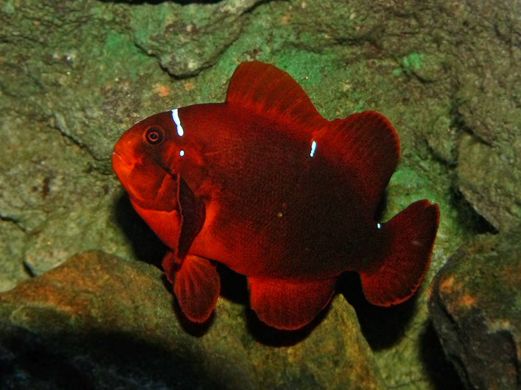 Maroon clownfish