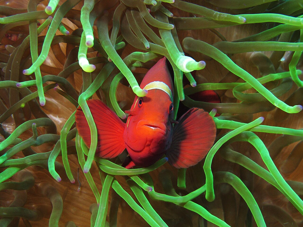Maroon clownfish