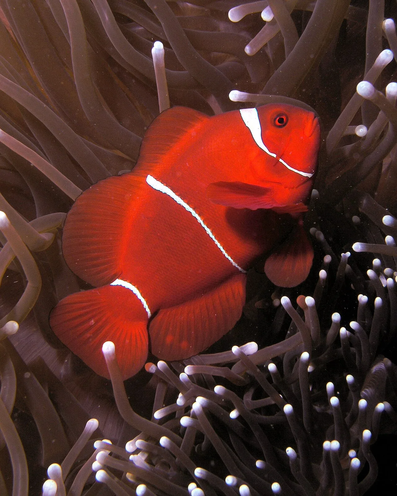 Maroon clownfish