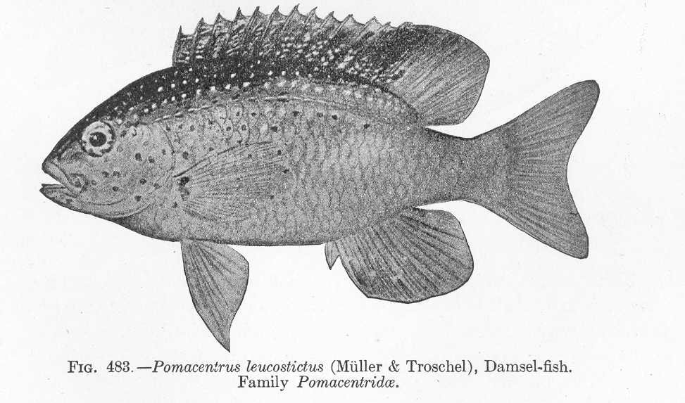 Pomacentridae
