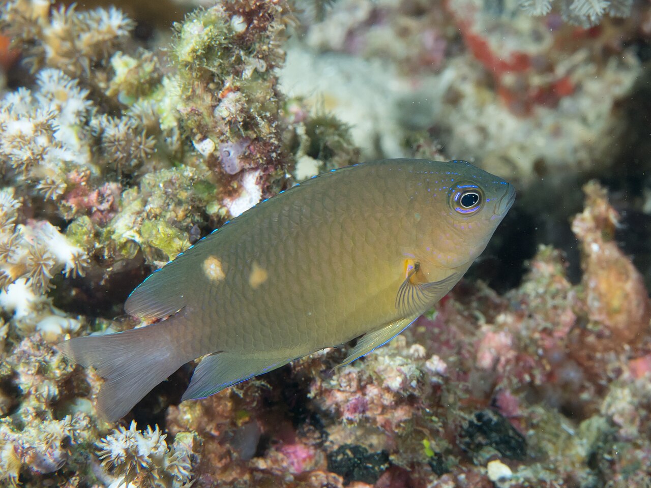 Pomacentridae
