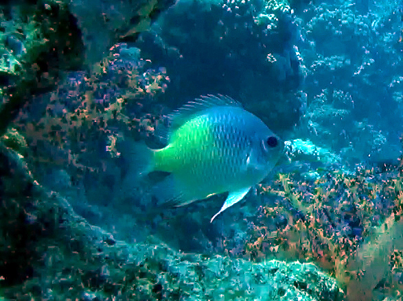 Pomacentridae