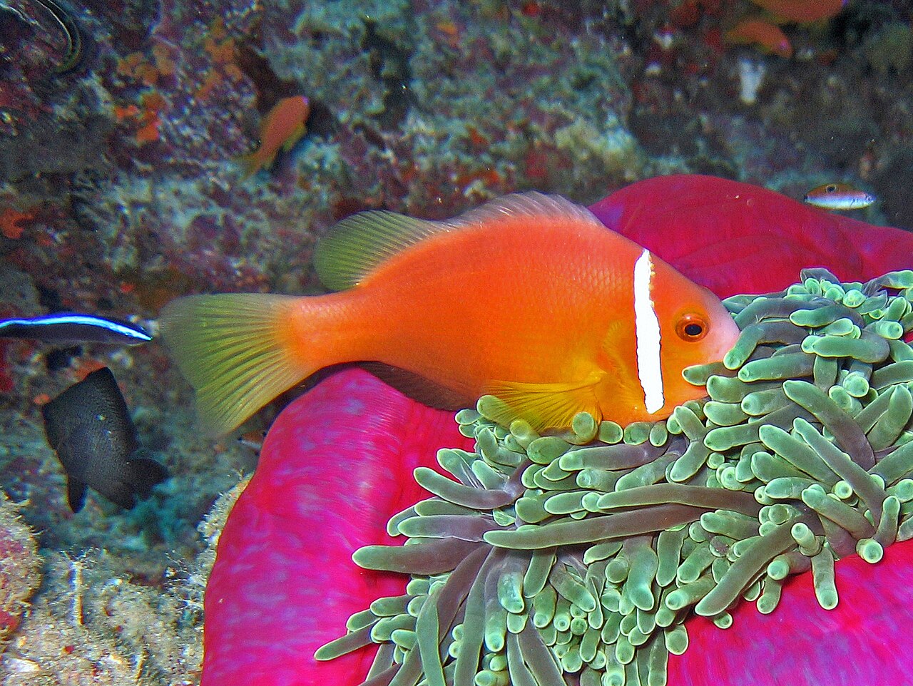 Pomacentridae