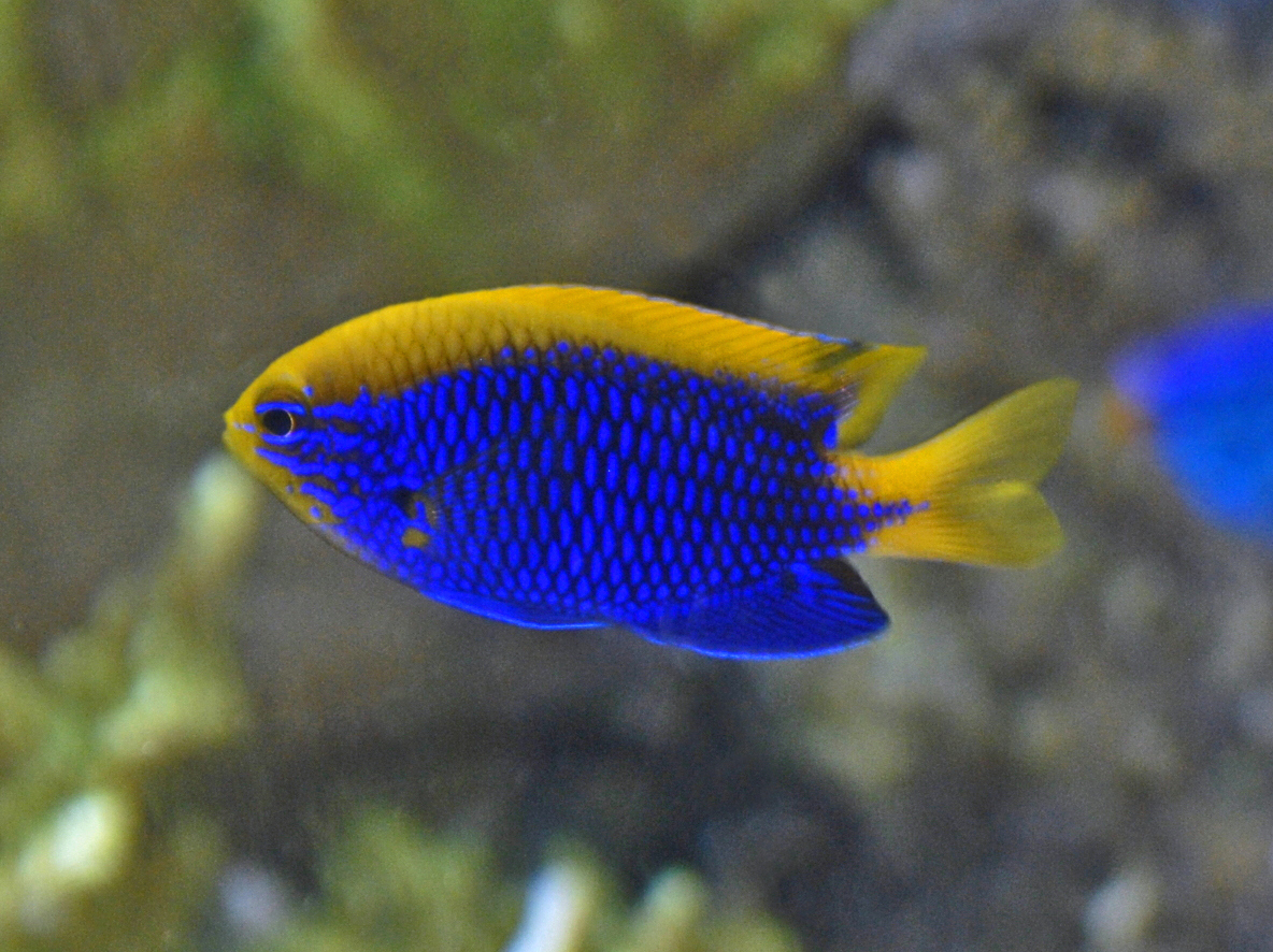 Pomacentridae