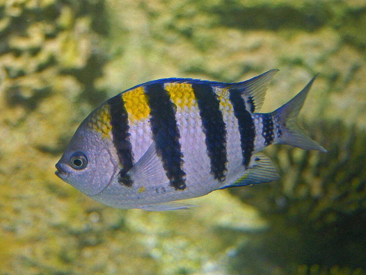Pomacentridae