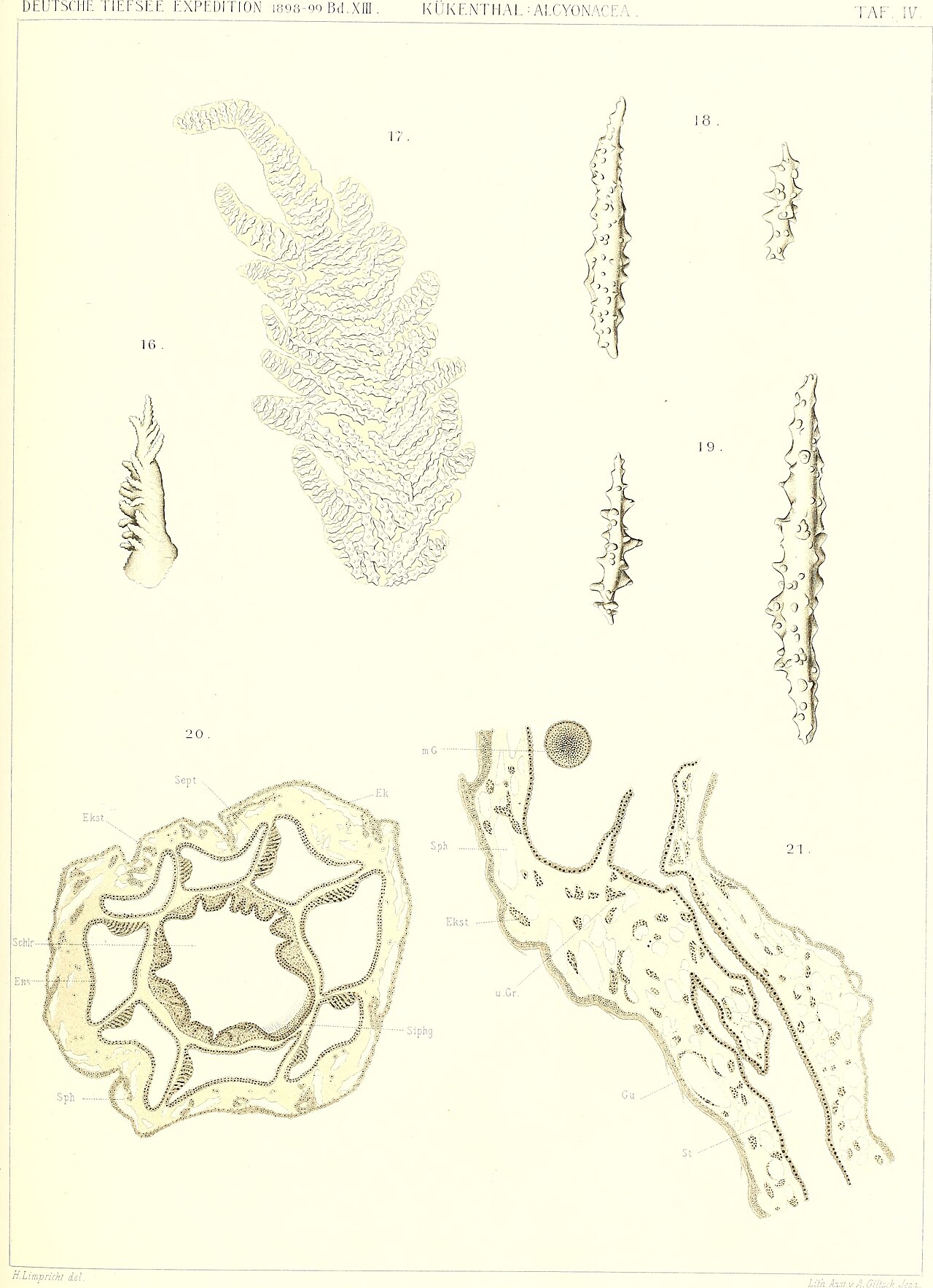 Alcyonacea