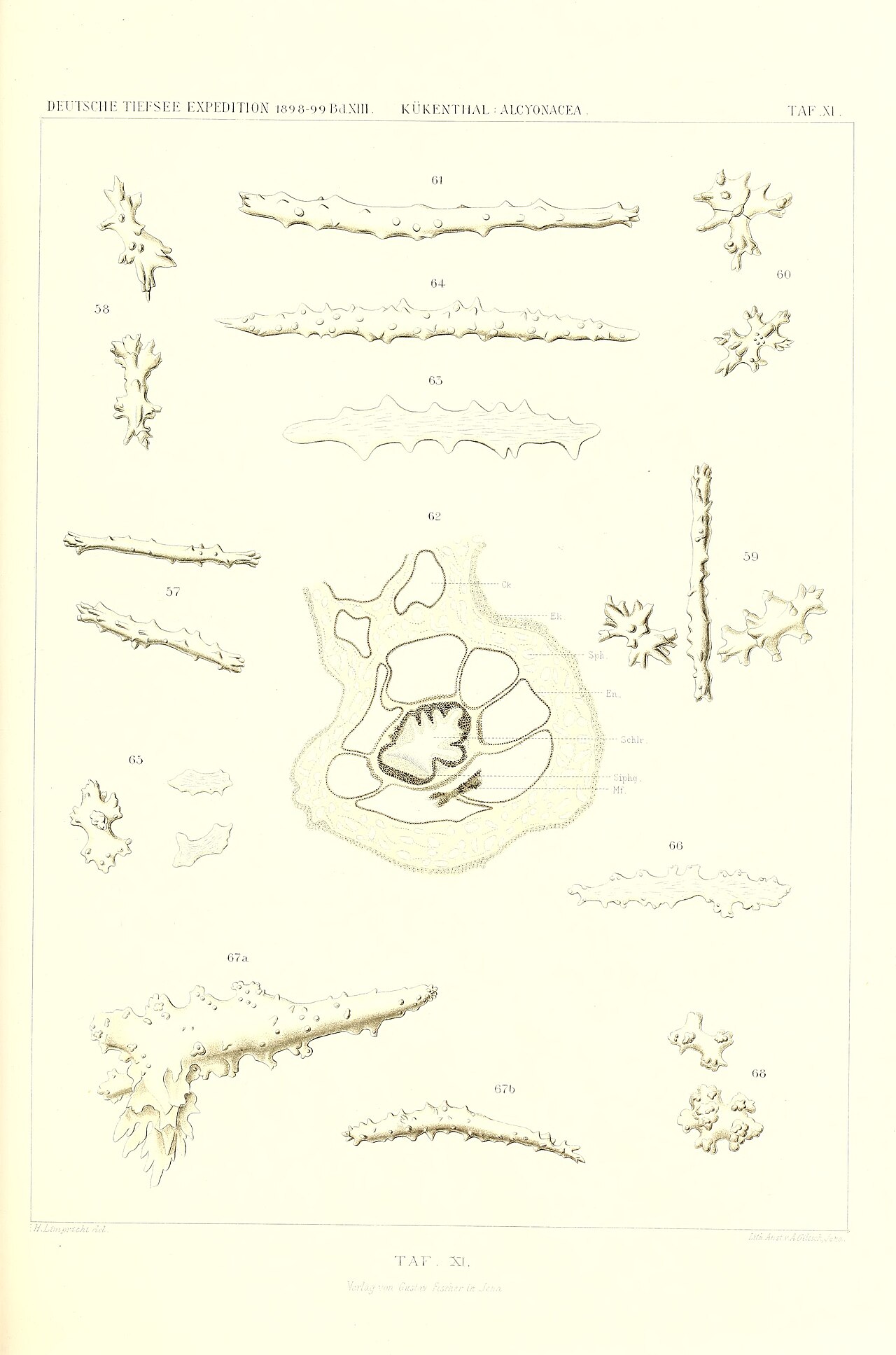 Alcyonacea