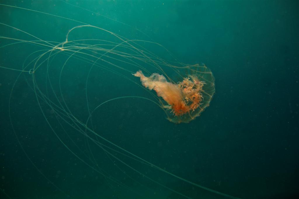 Box jellyfish