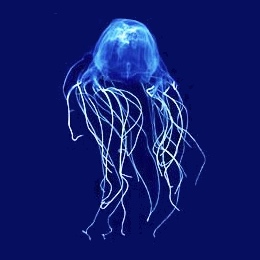 Chironex fleckeri