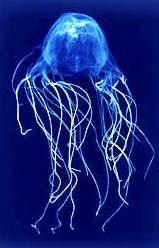 Chironex fleckeri