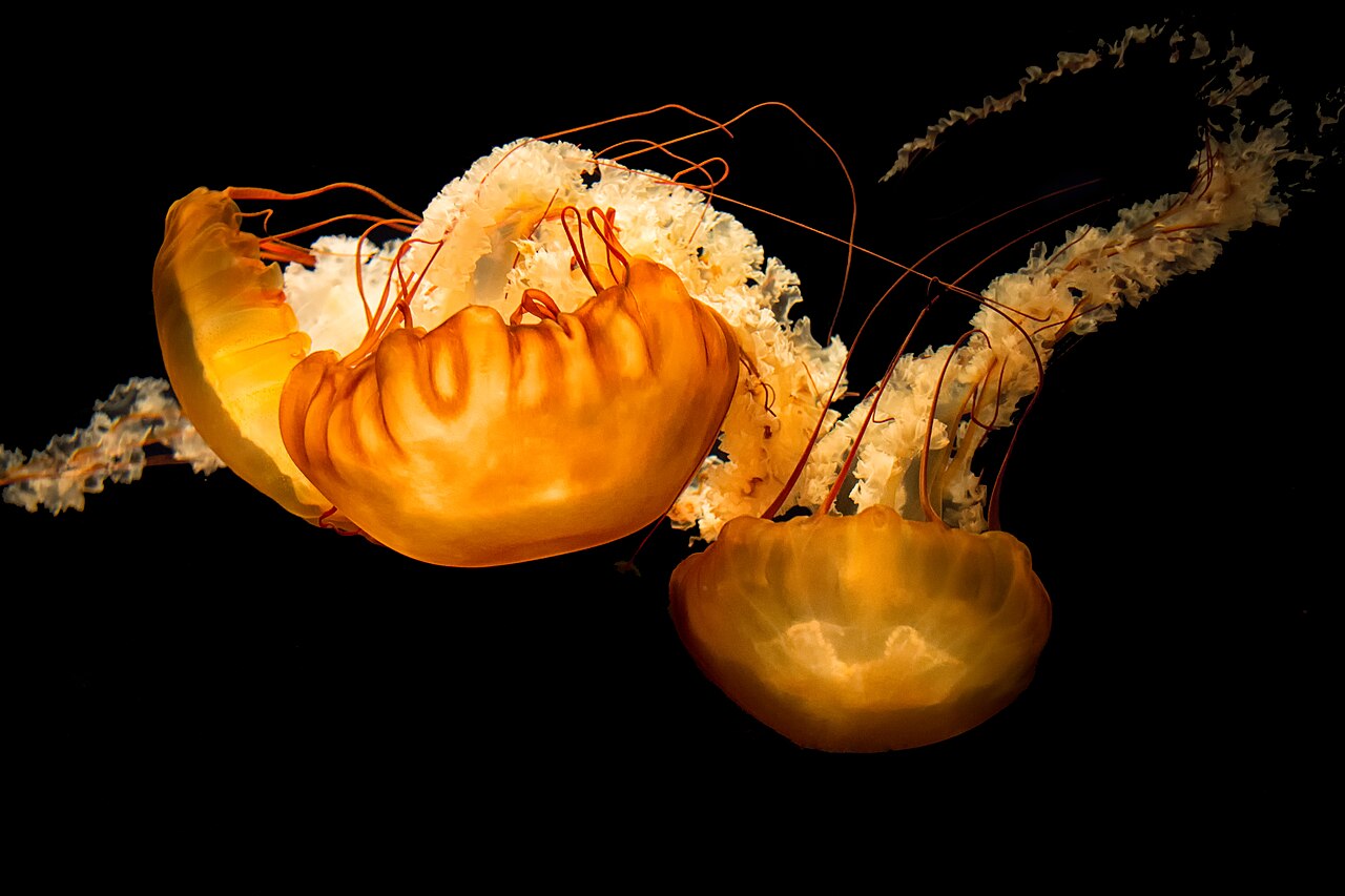 Chrysaora fuscescens