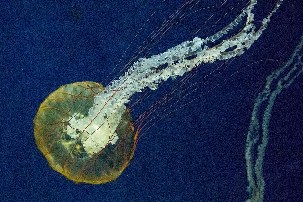 Chrysaora fuscescens