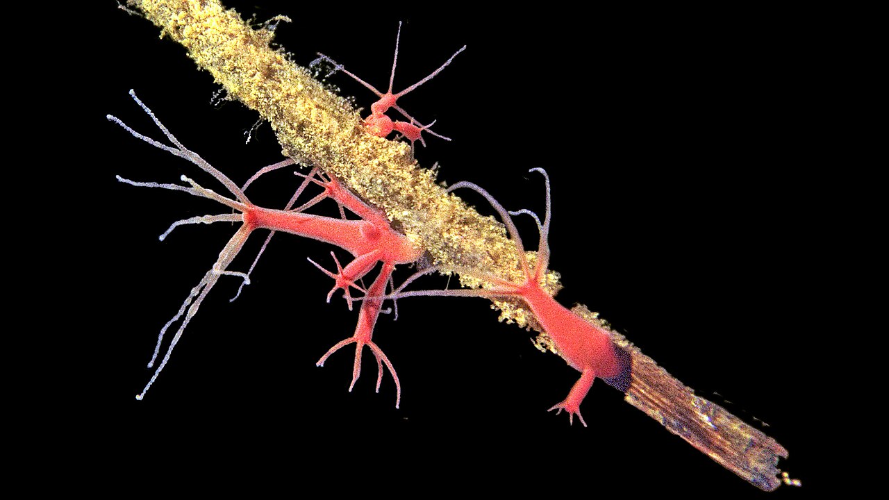 Hydra (genus)