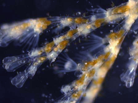 Hydrozoa