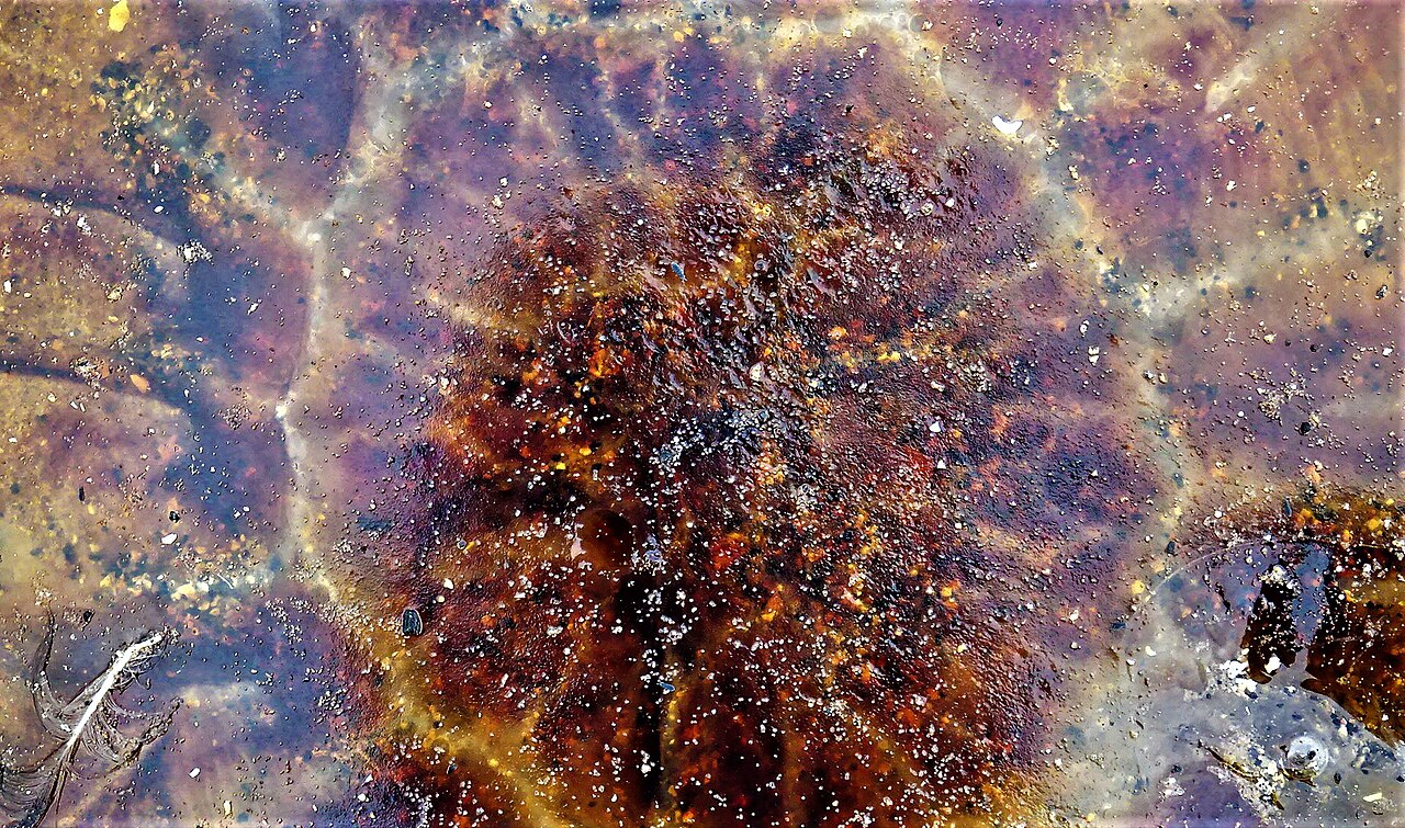 Lion's mane jellyfish