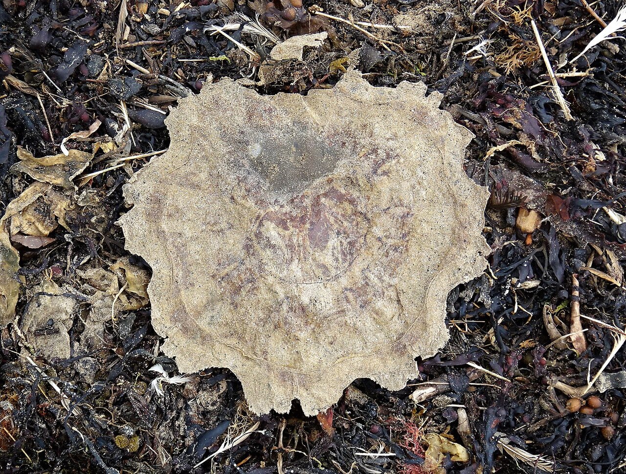 Lion's mane jellyfish