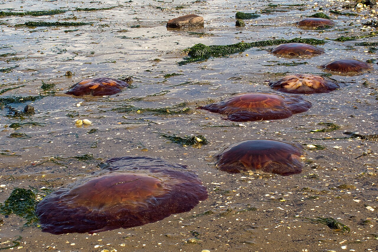 Lion's mane jellyfish