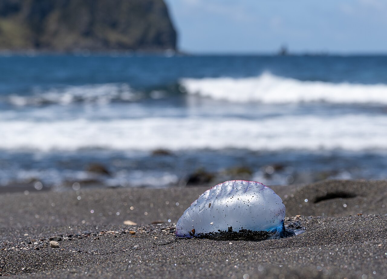 Portuguese man o' war
