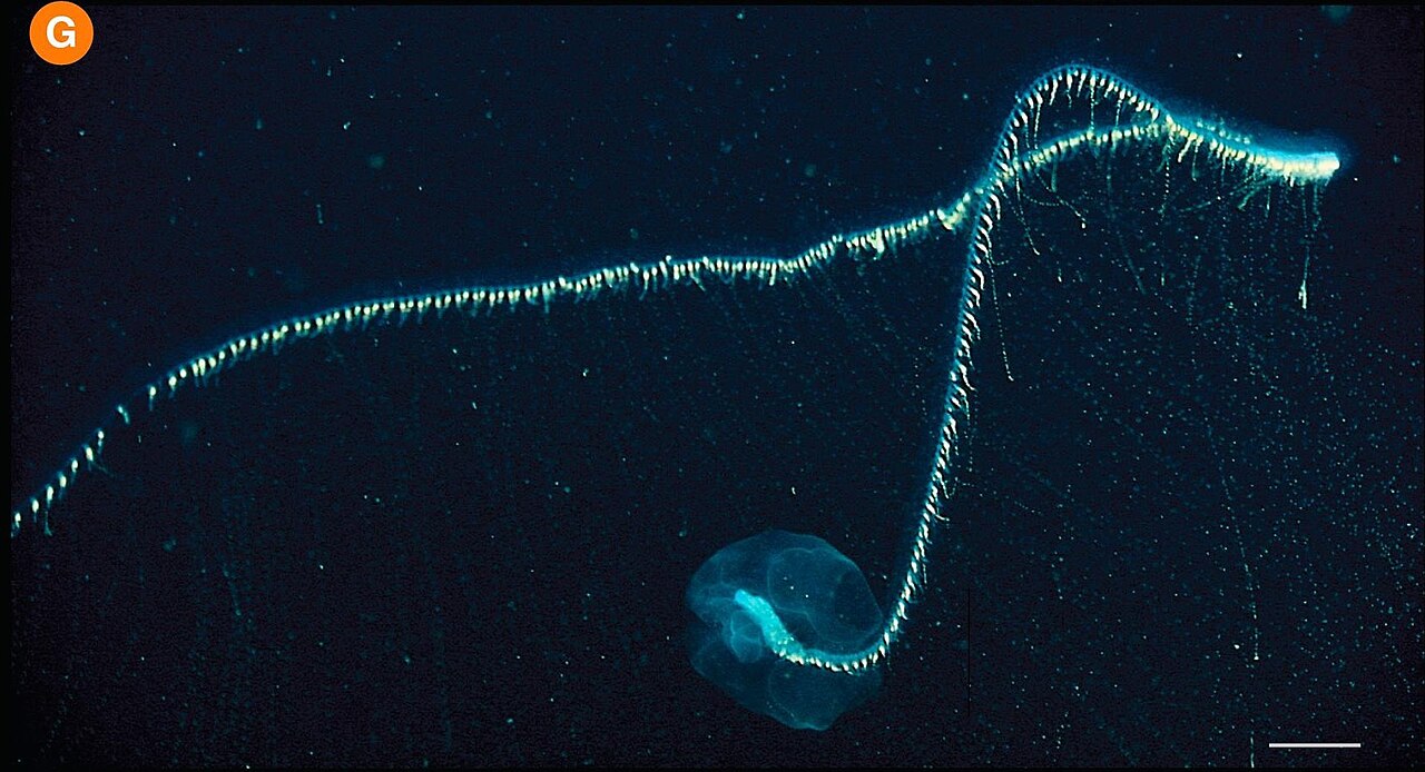 Praya dubia