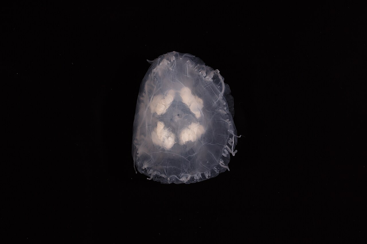 Scyphozoa