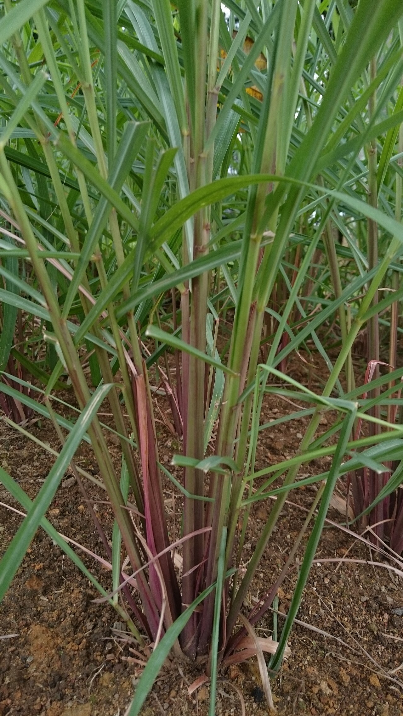 LemonGrass
