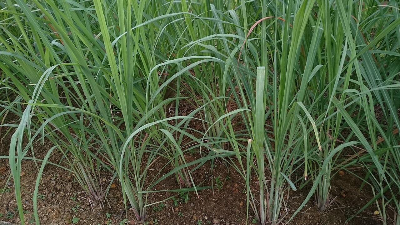 LemonGrass