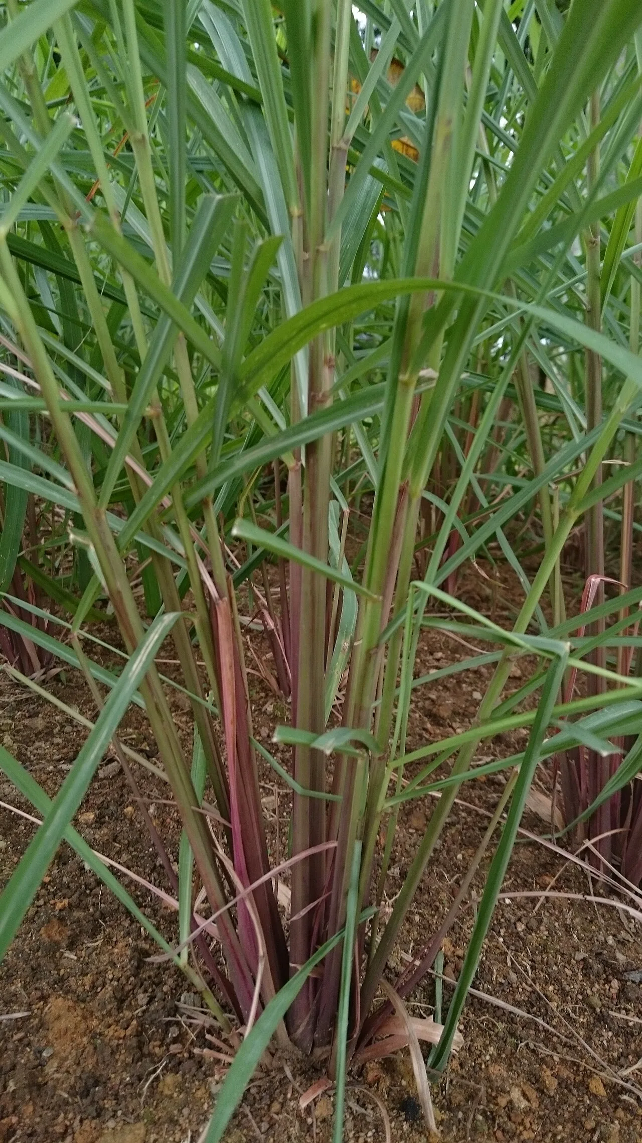LemonGrass