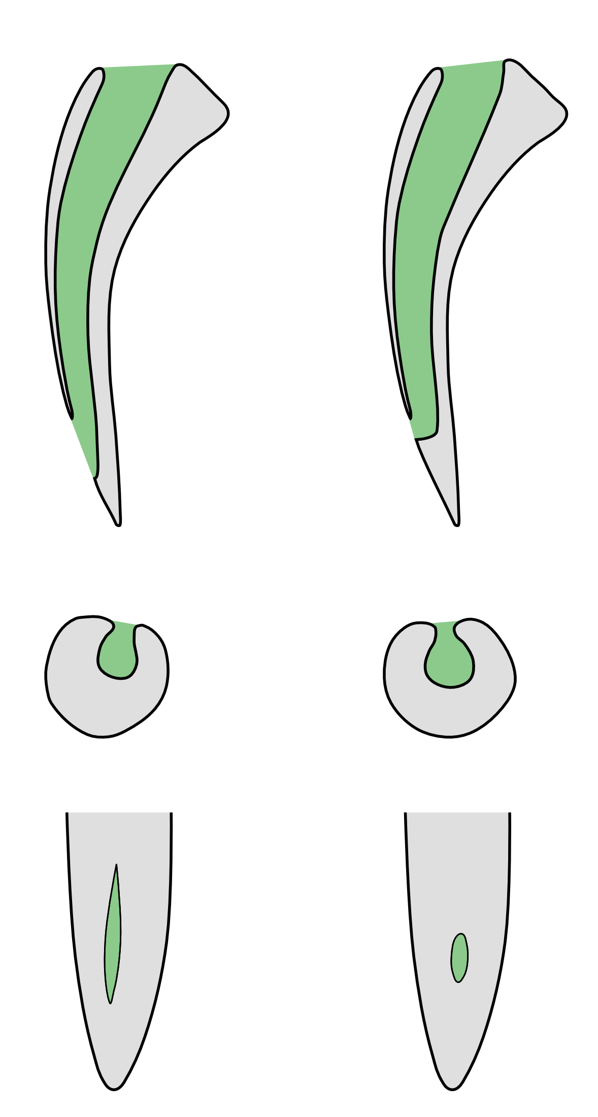 Cobra's fang