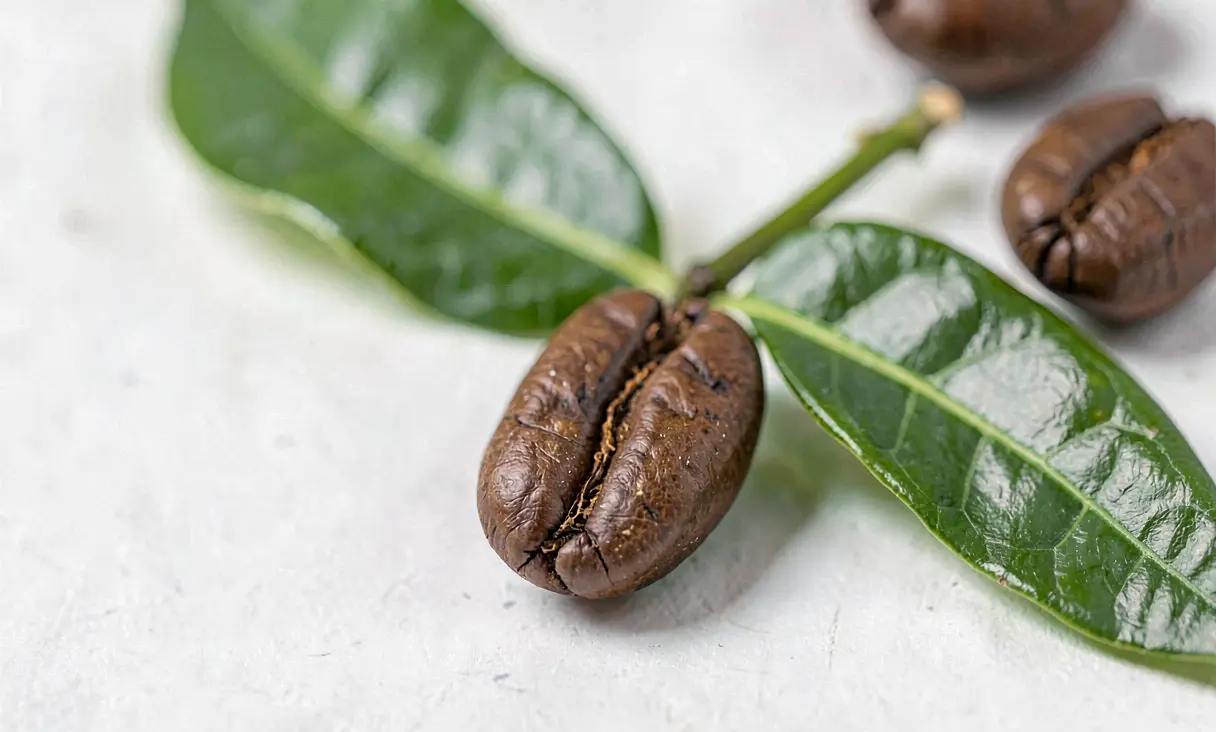 Coffee bean