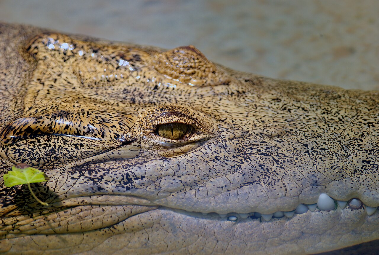 Crocodile Dundee (film series)