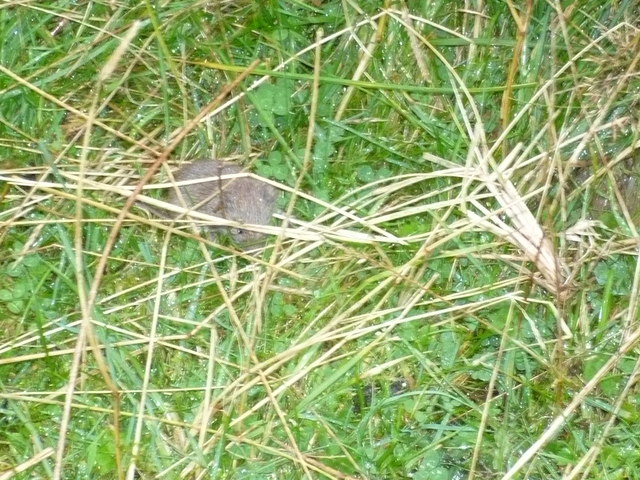 Mouse tracking