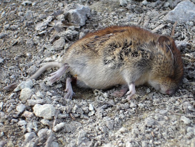 Mouse tracking