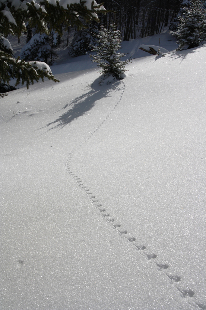 Mouse tracking