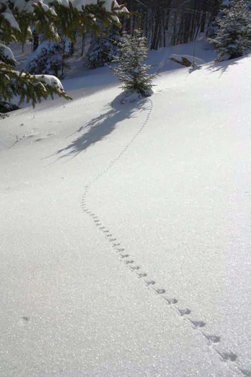 Mouse tracking
